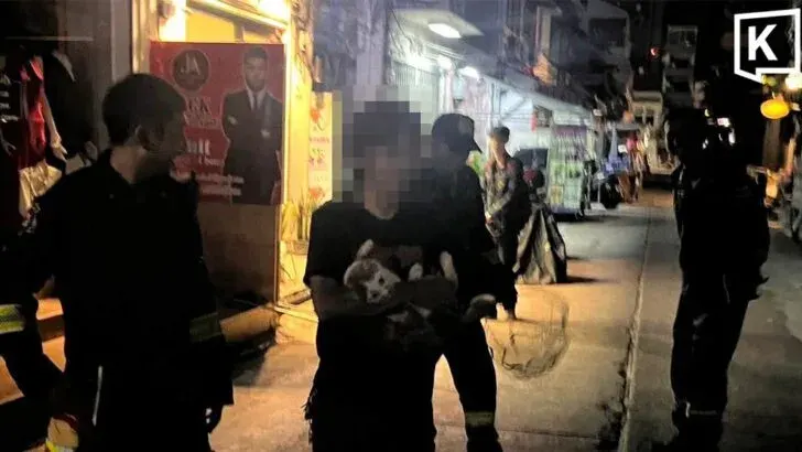 Bangkok Firefighters Rescue Overweight Cat Stranded on High Ledge