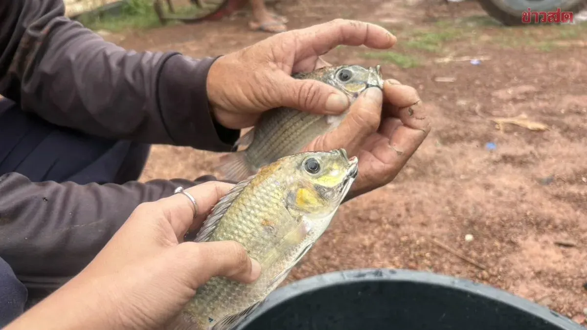 Two Mysterious Fish Found in Lam Pao Dam Sent for Testing