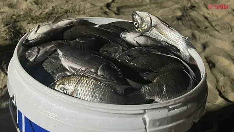 Dr. Thon Explains Three-Phase Timeline of Black-Chin Tilapia Invasion at Pattaya Beach, Calls Eradication Difficult as Dangerous Alien Species