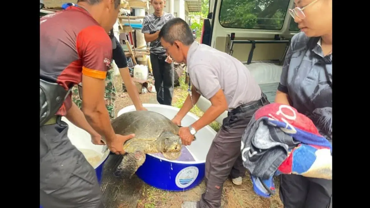 Olive Ridley Turtle Rescued From Nai Yang Beach