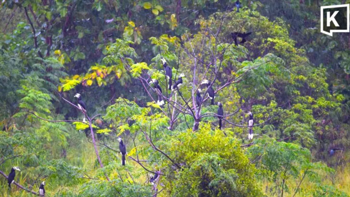 Over 30 Hornbills Visit Khao Yai Villa Garden