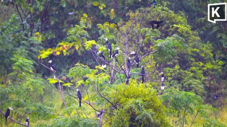 Over 30 Hornbills Visit Khao Yai Villa Garden