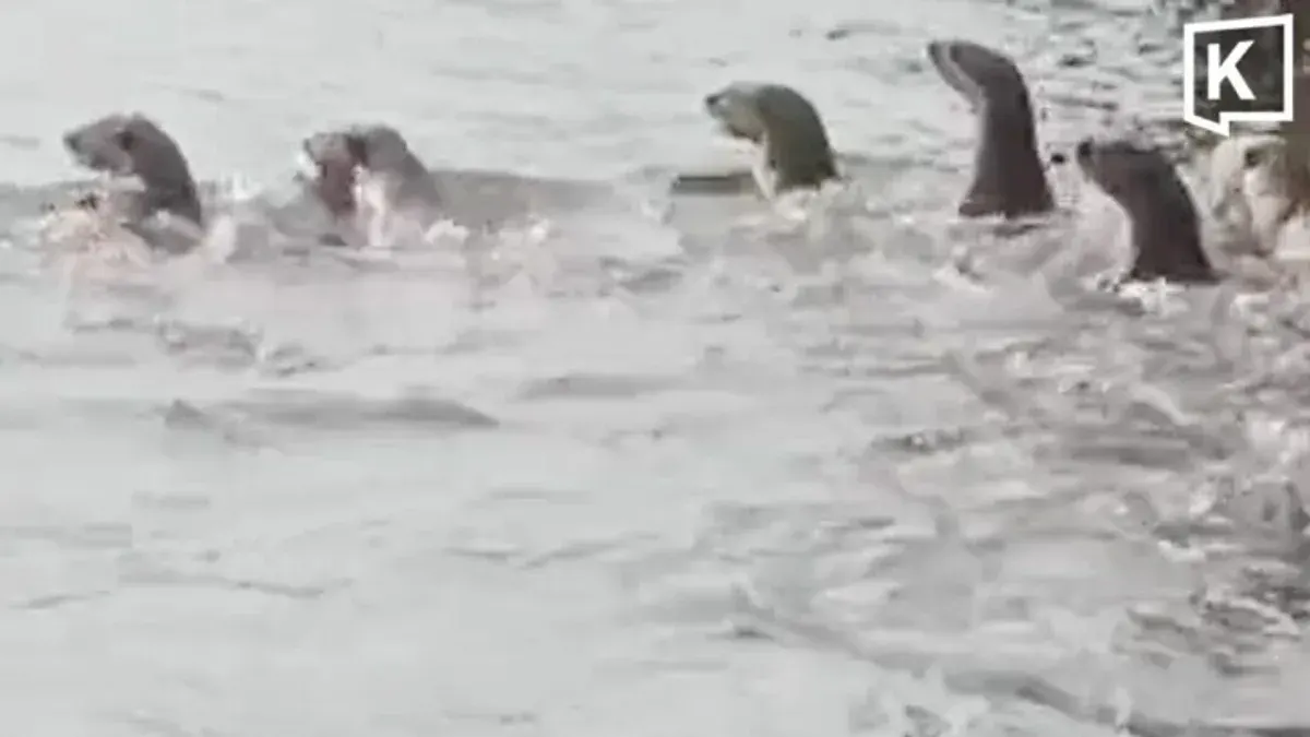 Over 20 Otters Spotted In Bangkok Noi Canal, Surprising Residents