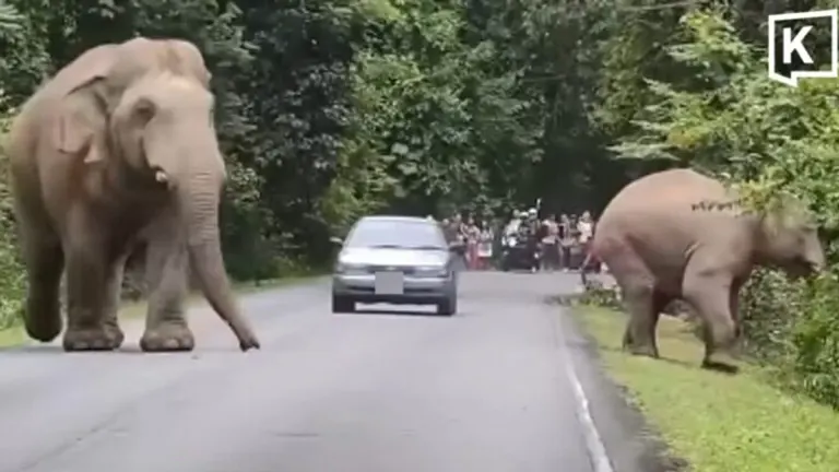 TSPCA Warns After Driver Nearly Hits Khao Yai Elephants