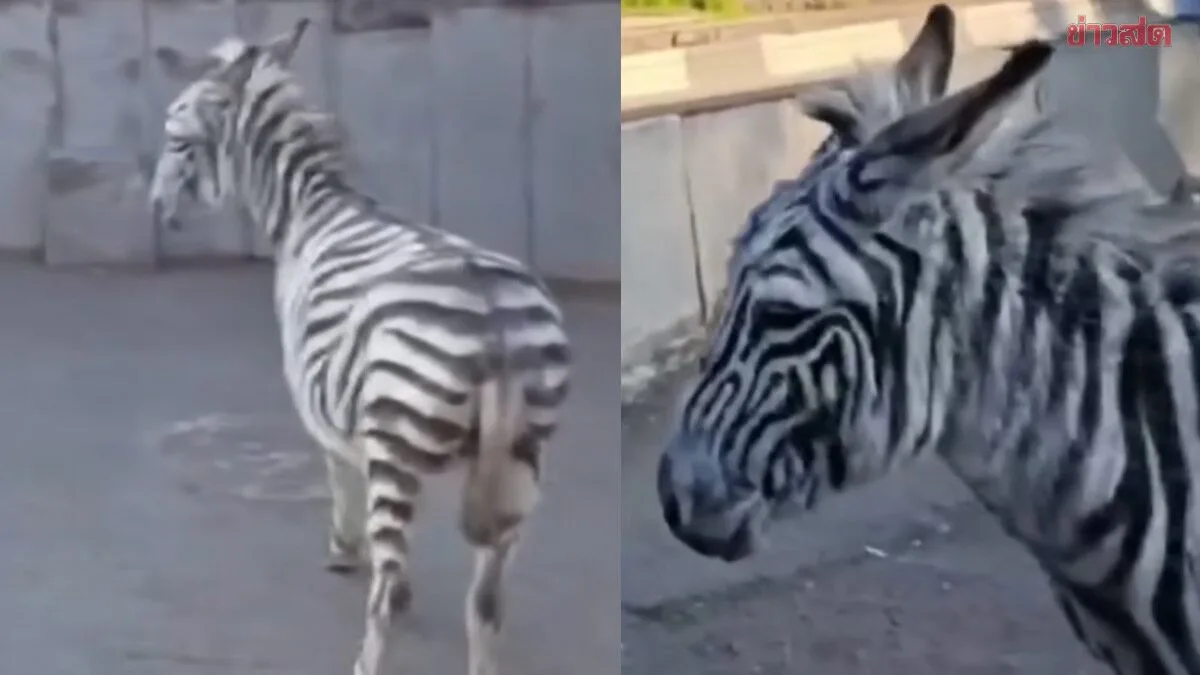 Who Would Have Thought? Zebra Escapes City Center, But It's Actually a Painted Donkey—Owner Was Just Filming a Joke Video