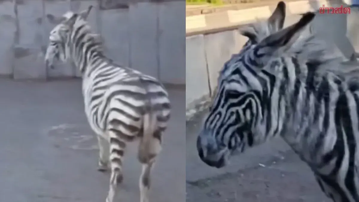Who Would Have Thought? Zebra Escapes City Center, But It's Actually a Painted Donkey—Owner Was Just Filming a Joke Video