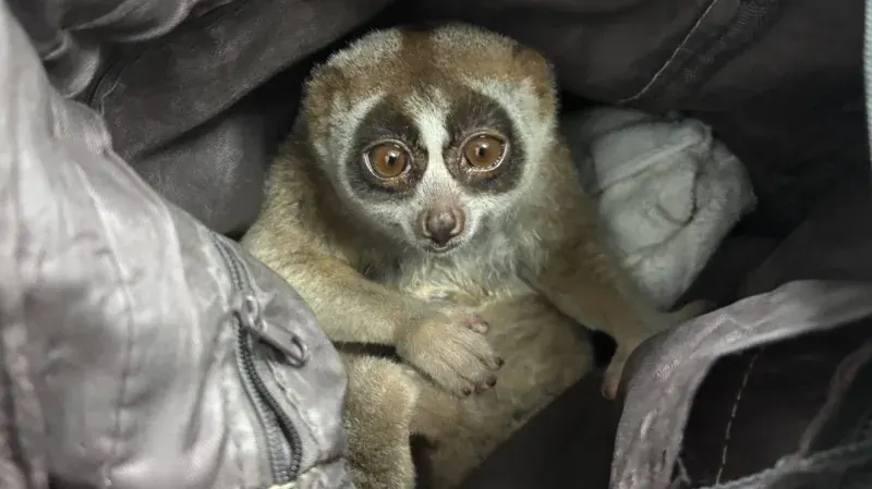 Man arrested in Karon for illegal possession of slow loris