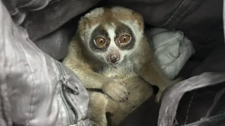 Man arrested in Karon for illegal possession of slow loris