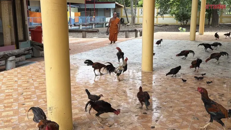 Temple Overwhelmed By Abandoned Cockfighting Birds, Seeks Donations