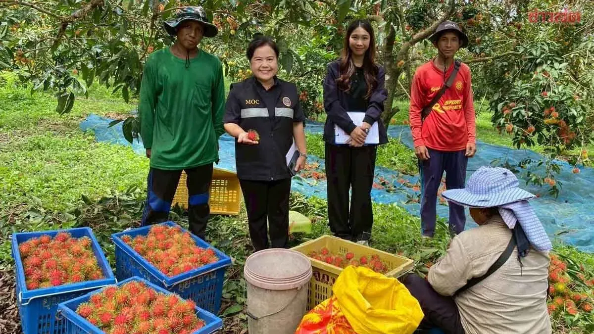 Interior Trade Department Recruits Buyers for 100 Tons of Golden Rambutan from Trat Province to Combat Price Collapse