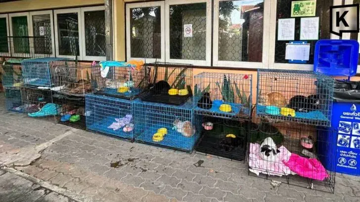 Bangkok Seeks Homes for 17 Cats Rescued From Fatal Fire