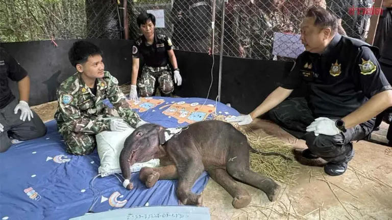 Thai Conservation Official Oversees Rescue of Injured Wild Elephant and Calf