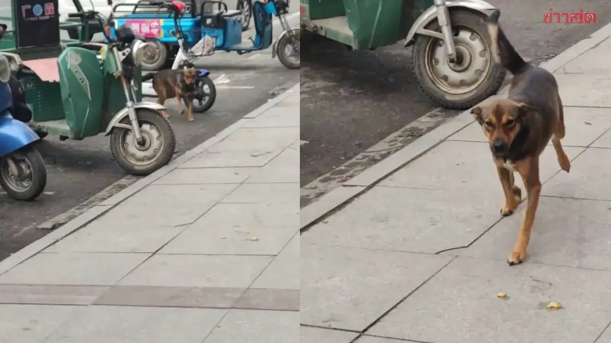 Dog Waits Faithfully for Owner Who Forgot Him at Supermarket