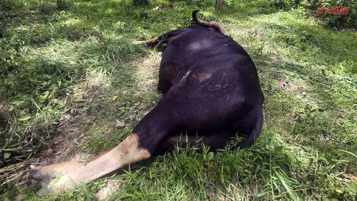 Wild Gaur Shot Dead Near Khao Yai National Park