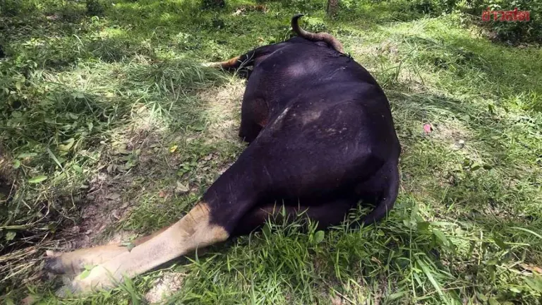 Wild Gaur Shot Dead Near Khao Yai National Park